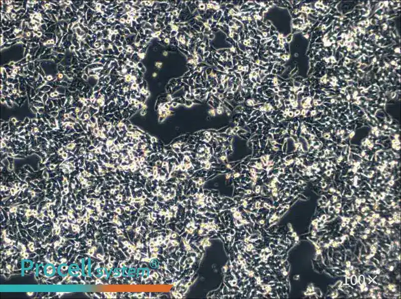 SK-CO-1 Cell Complete MediumSK-CO-1 Cell Complete Medium - 3