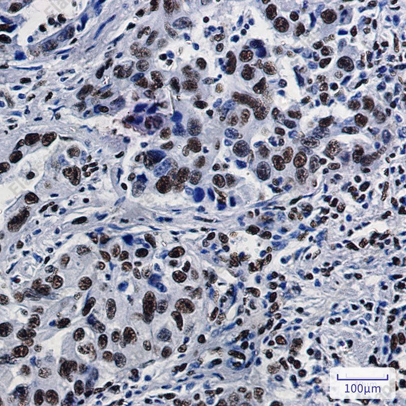 Recombinant SFPQ Monoclonal Antibody - 3
