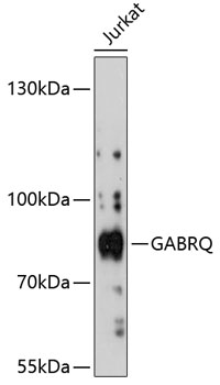 Western blot analysis of extracts of Jurkat cells using GABRQ Polyclonal Antibody at 1:3000 dilution.