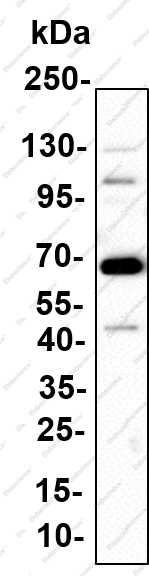 Recombinant N WASP Monoclonal Antibody - 3
