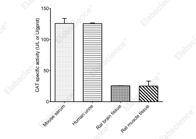 Catalase (CAT) Activity Fluorometric Assay Kit - 2