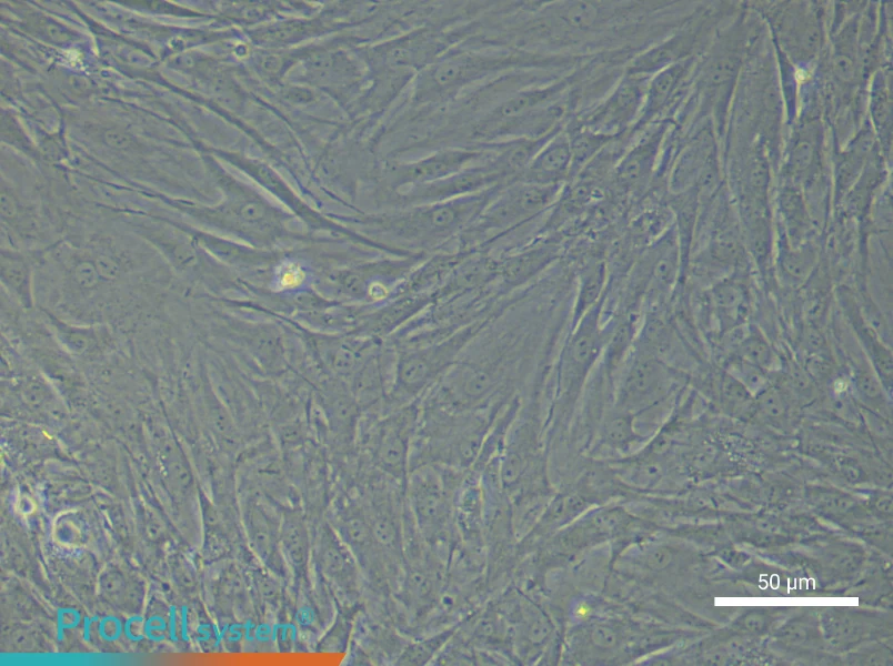 Rat Endosteal Mesenchymal Stem Cell Complete Medium - 4