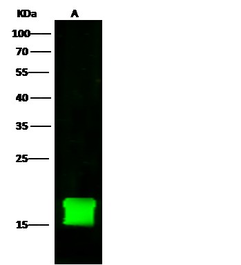 FKBP12/FKBP1A Monoclonal Antibody - small - 1