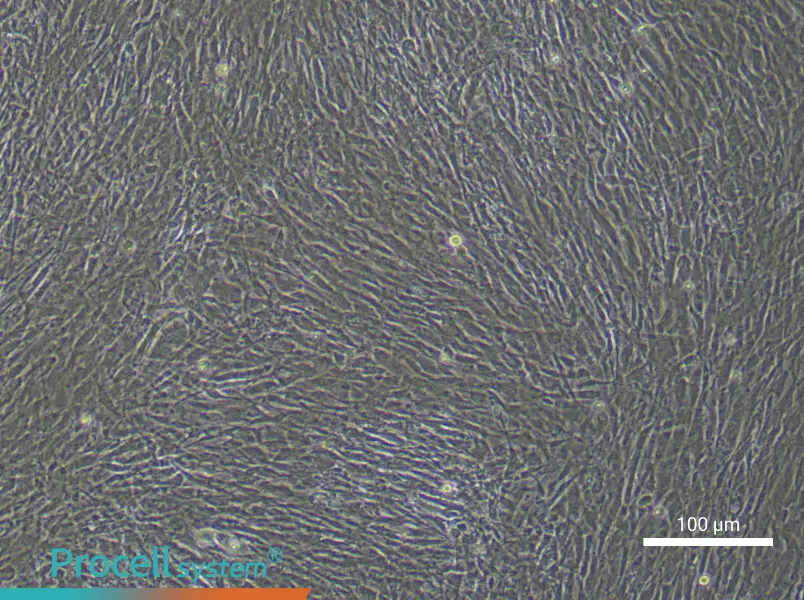 Mouse Tendon Stem/Progenitor Cell Complete Medium - 3