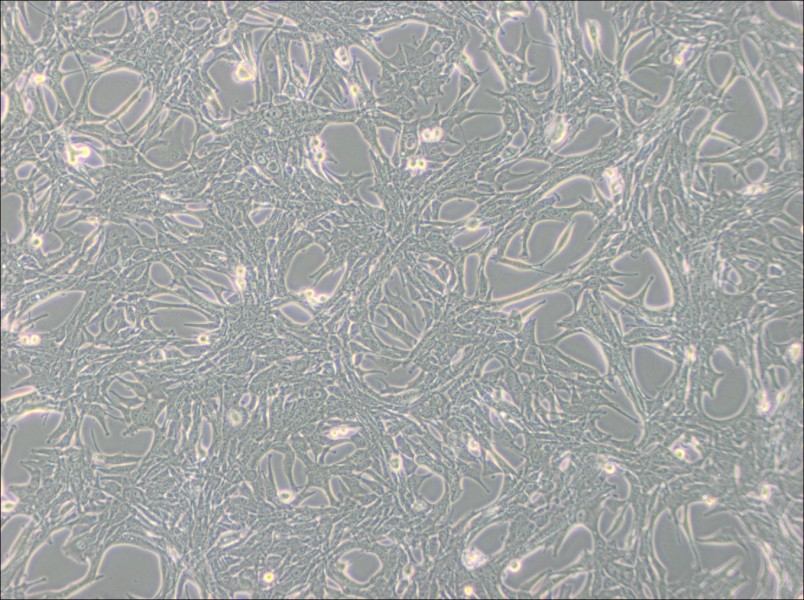 Panc02 Cell Complete Medium-searchlist-1