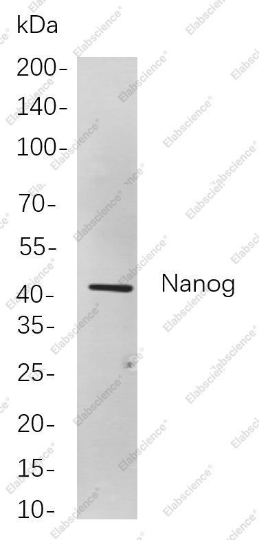 Recombinant Nanog Monoclonal Antibody - 1