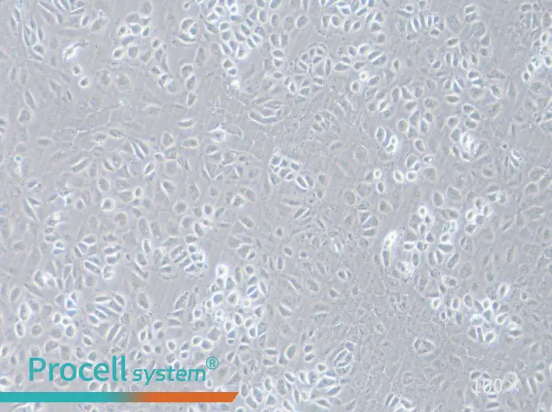 C166 Cell Complete Medium - 1