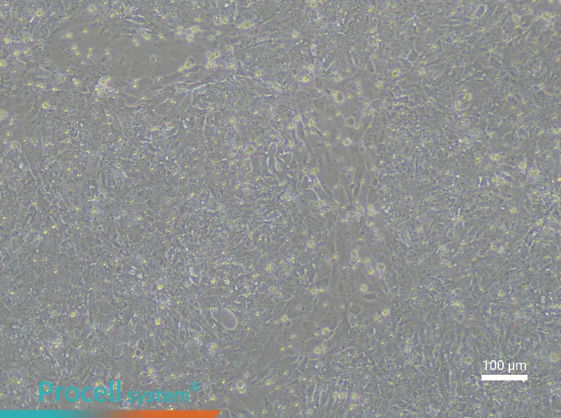 Rat Embryonic Hepatoblast Complete Medium - 3
