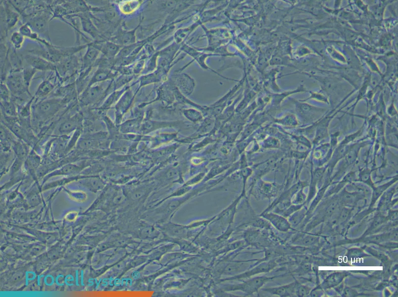 Rat Spinal Cord Fibroblast Complete Medium - 6