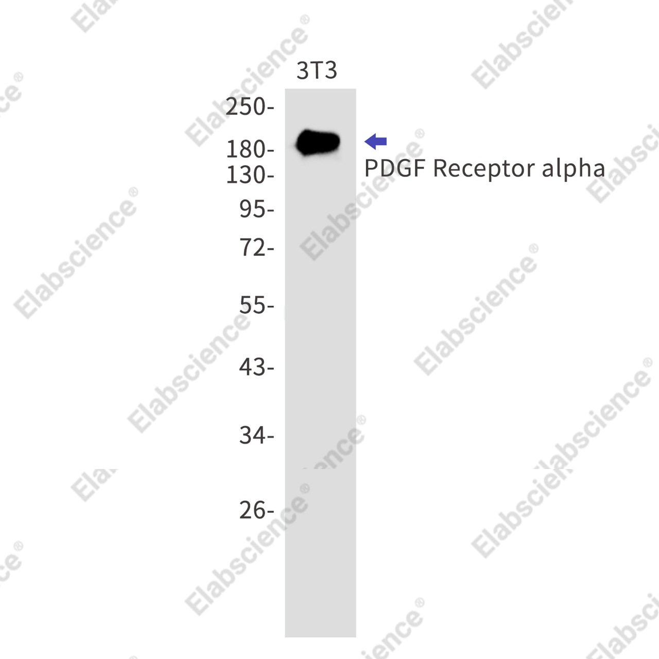 Recombinant PDGF Receptor alpha Monoclonal Antibody - 1