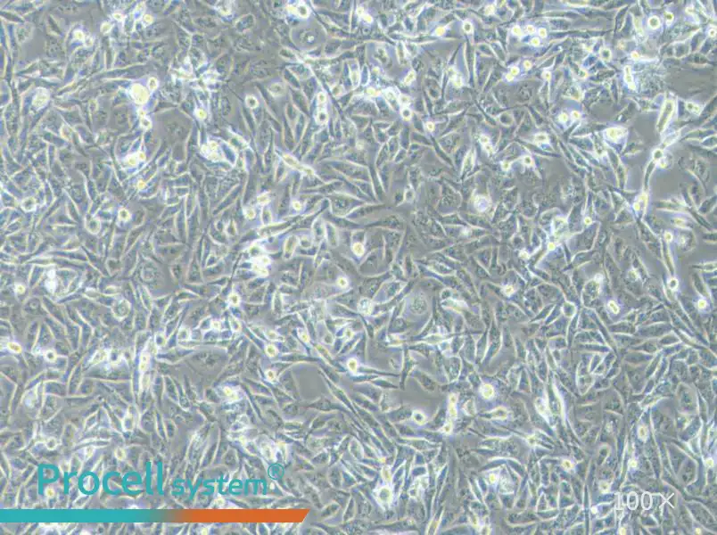 MDA-MB-231 (DMEM) Cell Complete Medium - 3