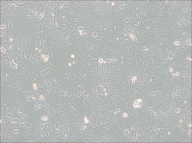 769-P Cell Complete Medium-searchlist-1