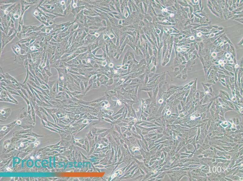 GES-1 Cell Complete Medium - 1