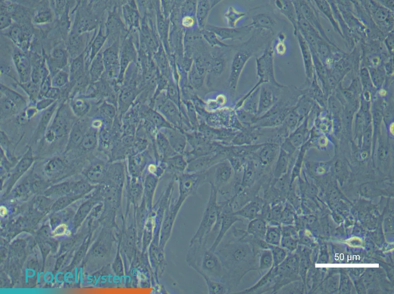 Mouse Intestinal Smooth Muscle Cell Complete Medium - 5