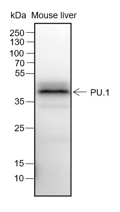 Recombinant PU.1 Monoclonal Antibody-searchlist-1