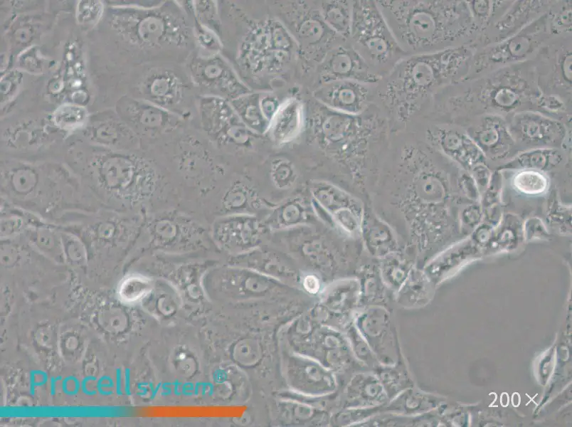 ACT-1 Cell Complete Medium - 4
