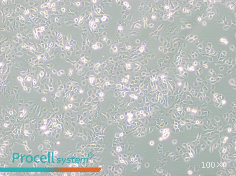 SUM149PT Cell Complete MediumSUM149PT Cell Complete Medium - 2