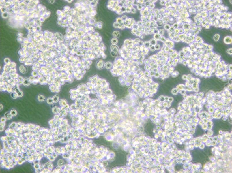 NCI-H524 Cell Complete Medium - small - 4