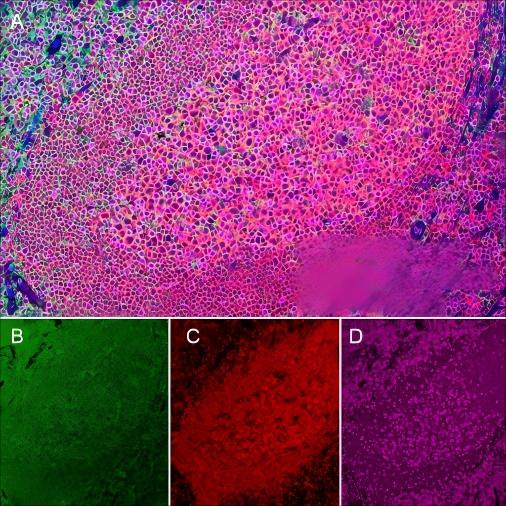 Recombinant CD3 epsilon Monoclonal Antibody - small - 7