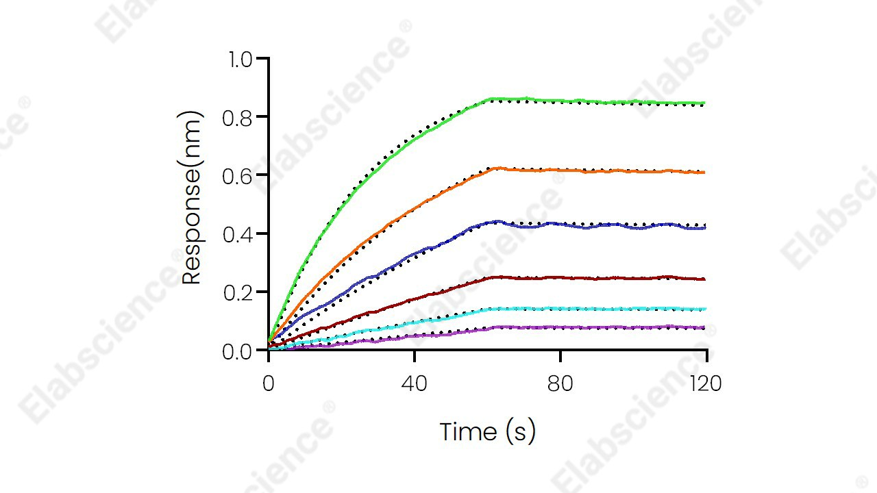 Recombinant Human IL13RA2/CD213A2 Protein (His Tag) - 3