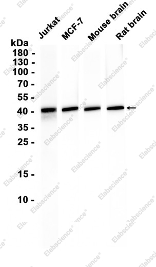 Recombinant SEPTIN2 Monoclonal Antibody - 1
