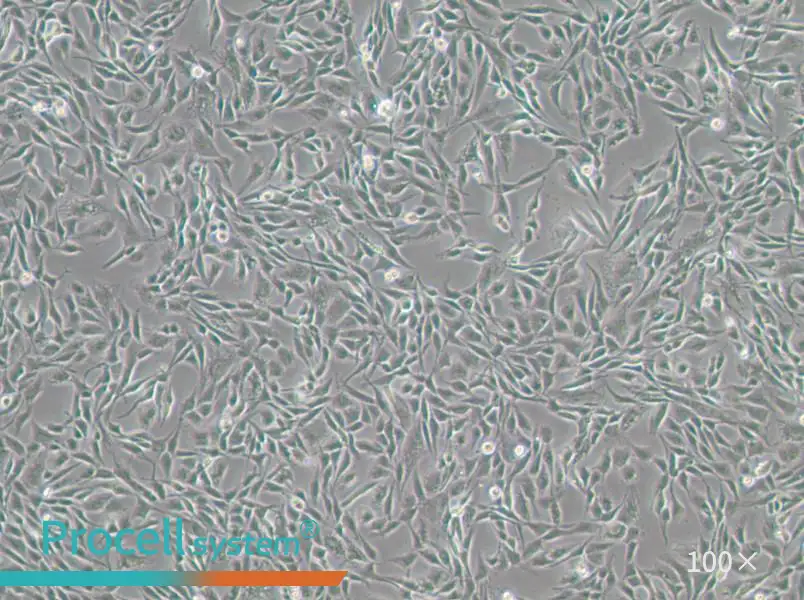 CCF-STTG1 Cell Complete MediumCCF-STTG1 Cell Complete Medium - 2