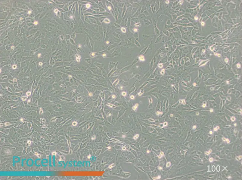 SW872 (DMEM) Cell Complete MediumSW872 (DMEM) Cell Complete Medium - 3