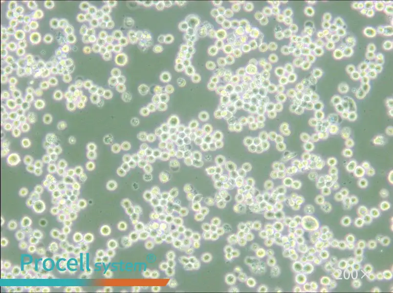 MR1 Cell Complete Medium - 6