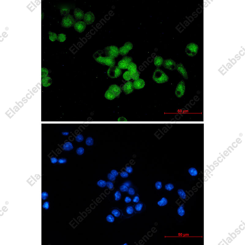 Recombinant Skp1 Monoclonal Antibody - 2