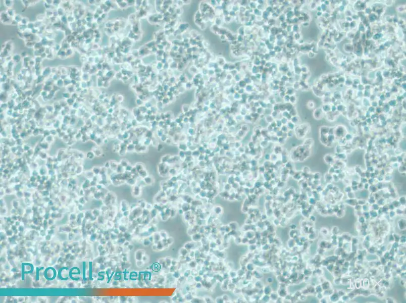 alpha TC1 clone 6 Cell Complete Medium - 1