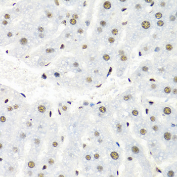 Immunohistochemistry of paraffin-embedded Mouse liver using HNRNPR Polyclonal Antibody at dilution of 1:100 (40x lens).