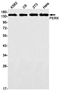 Western blot detection of PERK in K562,C6,3T3,Hela cell lysates using PERK Rabbit mAb(1:1000 diluted).Predicted band size:125kDa.Observed band size:140kDa.