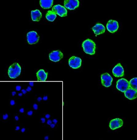 Recombinant CD23 Monoclonal Antibody - small - 4