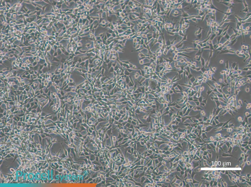 CBRH-7919 Cell Complete MediumCBRH-7919 Cell Complete Medium - 3