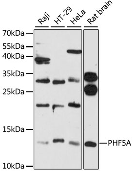 Western blot analysis of extracts of various cell lines using PHF5A Polyclonal Antibody at 1:3000 dilution.