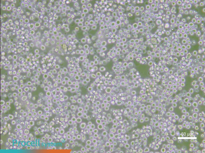 AE-2 Cell Complete Medium - small - 5