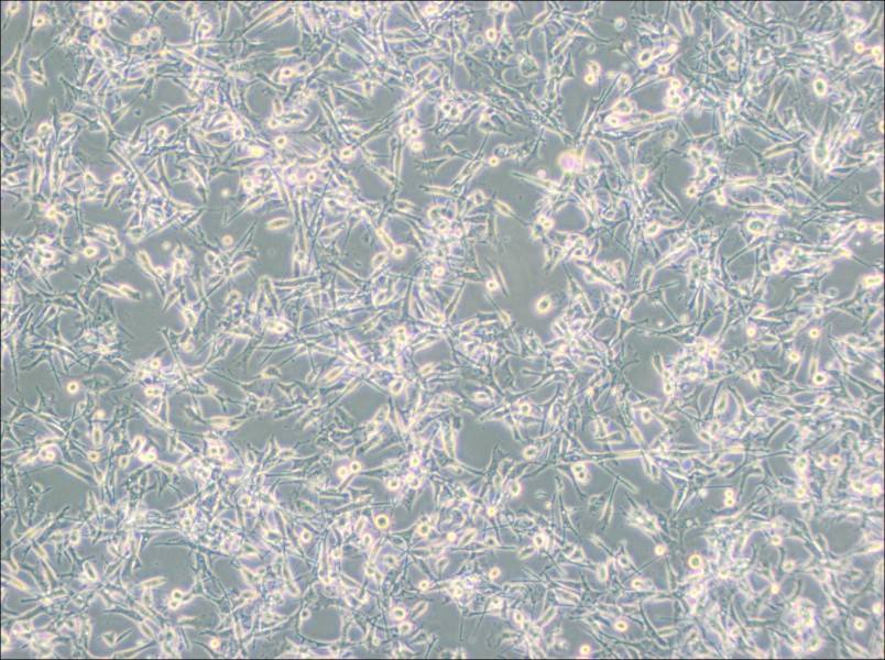 PIEC Cell Complete Medium-searchlist-1