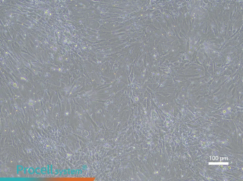 Rat Renal Fibroblast Complete Medium - 1