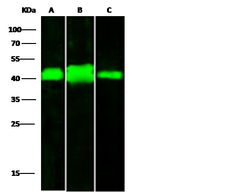 Recombinant LRPAP1/A2MRAP Monoclonal Antibody - small - 3
