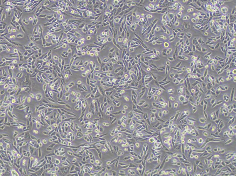 AA8 Cell Complete Medium-searchlist-1