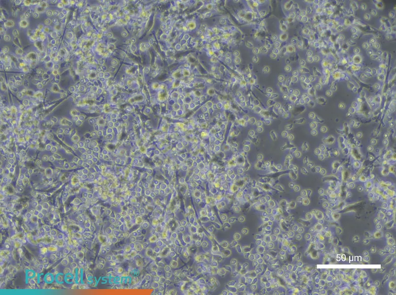 Human Peripheral Blood Immature Dendritic Cell Complete Medium - small - 4