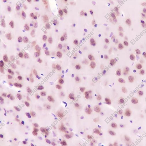Recombinant HSP90 beta Monoclonal Antibody - 3