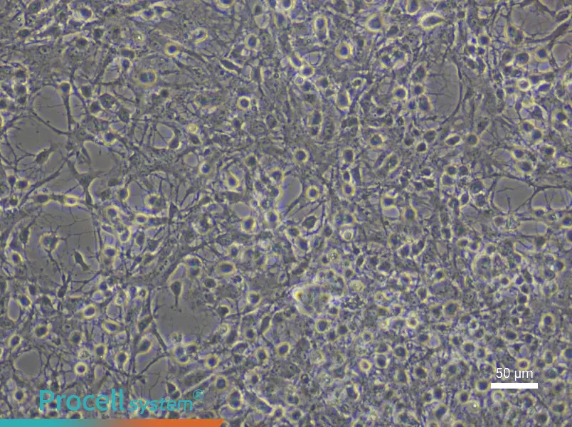 Mouse Spinal Cord Astrocyte Complete Medium - small - 5
