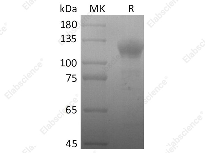 Recombinant SARS-CoV-2 S2 Protein (Fc Tag) - 1