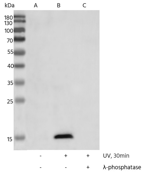 Recombinant Phospho-Histone H2A.X (Ser139) Monoclonal Antibody - small - 3