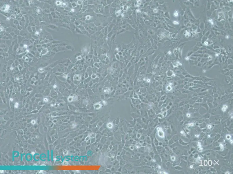 WI-38 VA-13 subline 2RA Cell Complete Medium - 1