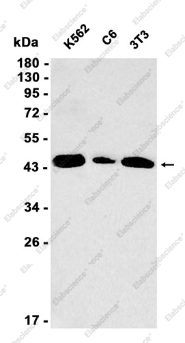 Recombinant HRH3/Histamine 3 Receptor Monoclonal Antibody - 1