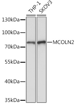 Western blot analysis of extracts of various cell lines using MCOLN2 Polyclonal Antibody at1:1000 dilution.