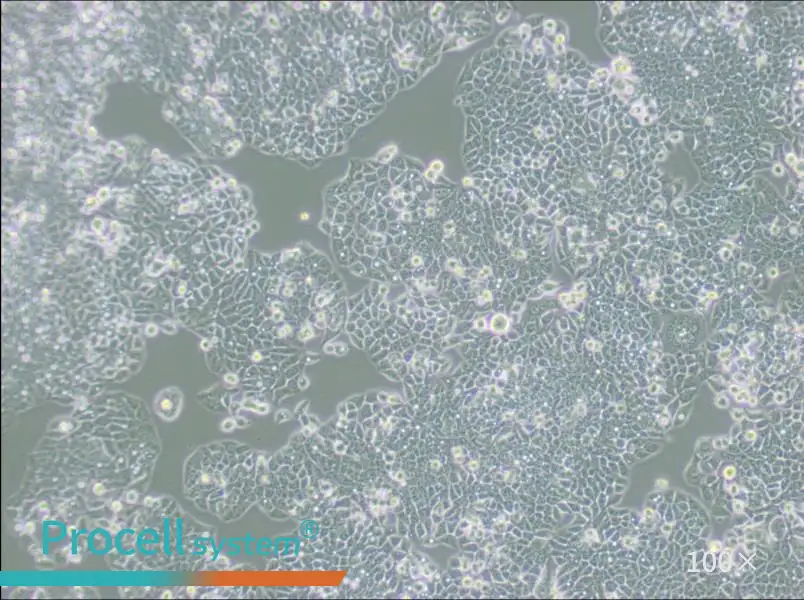 CX-1 Cell Complete Medium - 1