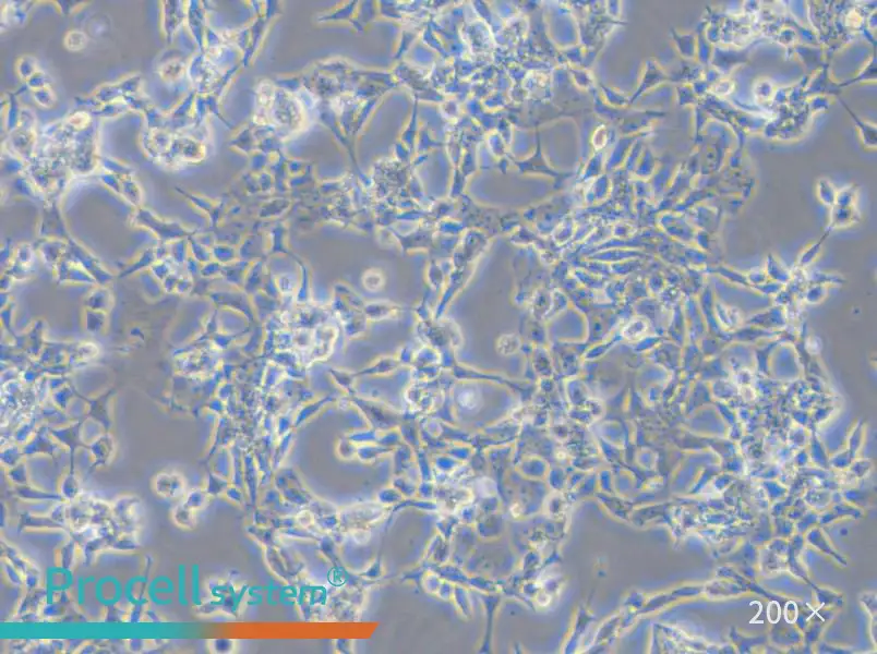 D283 Med Cell Complete Medium - small - 6